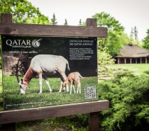 Antylopy oryks z warszawskiego zoo pod opieką Qatar Airways Antylopy oryks z warszawskiego zoo pod opieką Qatar Airways